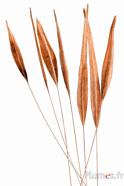 Fazant van Colchis pijl - 35-40 cm - brons